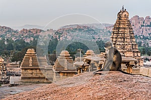 Indian langurs sitting on the view point in Hampi, Karnataka, India