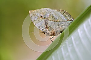 Indian Leaf Butterfly