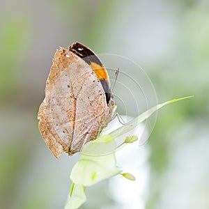 Indian Leaf Butterfly exactly same like a dried leaf