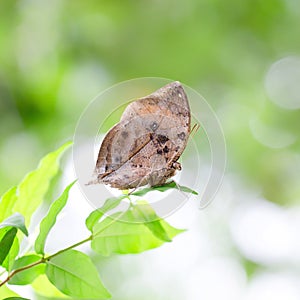 Indian Leaf Butterfly exactly same like a dried leaf