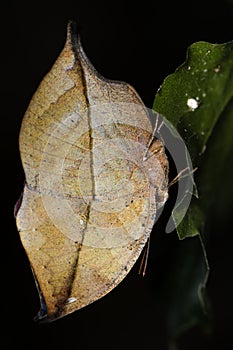 Indian leaf butterfly (Kallima paralekta) underside