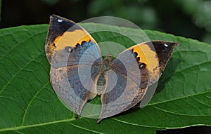 Indian leafwing