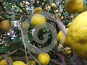 Indian Lemon tree and fruit