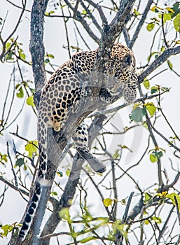 Indian Leopard in Bandipur forest