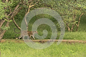 An Indian Leopard mother and her cub walking in unison inside an Indian Jungle