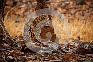 Indian leopard in the nature habitat. Leopard resting.