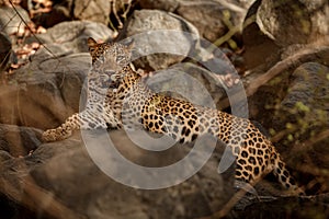Indian leopard in the nature habitat. Leopard resting.