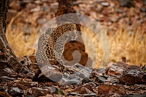 Indian leopard in the nature habitat. Leopard resting. photo