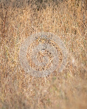 Indian leopard or panther camouflage in grass at ranthambore national park india - panthera pardus fusca