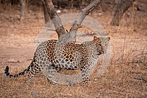 Indian leopard or panther or panthera pardus fusca with eye contact at jhalana forest or leopard reserve, jaipur, india