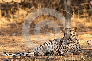 Indian leopard or panther or panthera pardus fusca with eye contact at jhalana forest or leopard reserve, jaipur, india