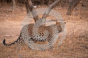 Indian leopard or img