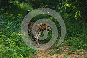 Indian leopard- Panthera pardus fusca