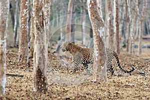 The Indian leopard (Panthera pardus fusca)