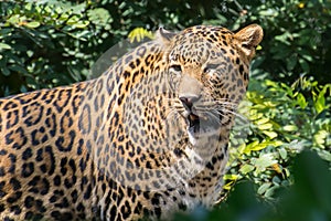 Indian Leopard in Jungle , Spotted Big Cat of India