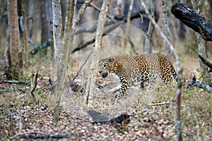 The Indian leopard (Panthera pardus fusca), a large male in a tropical deciduous forest.