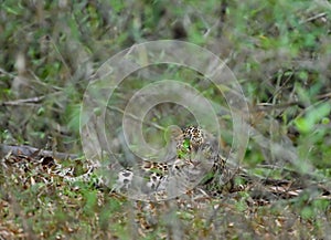 The Indian leopard (Panthera pardus fusca) is a leopard subspecies