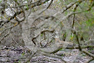 The Indian leopard (Panthera pardus fusca) is a leopard subspecies