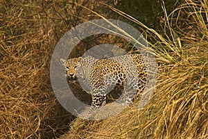 Indian Leopard, Panthera pardus fusca, Panna Tiger Reserve, Madhya Pradesh