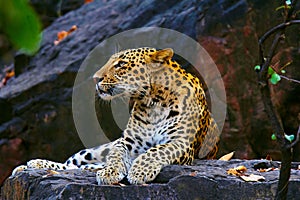 Indian Leopard, Panthera pardus fusca, Ranthambhore Tiger Reserve, Rajasthan photo