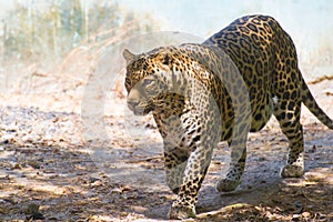 Indian Leopard Walking, Spotted Big Cat of India  photo