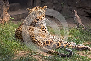 Indian leopard rests in his confinement at an animal and wildlife reserve in India.