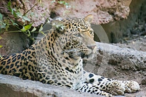 Indian Leopard sitting near the den, Spotted Big Cat of India  photo