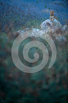 Indian leopard sitting on a rock top within hills at Jhalana leopard reserve, Jaipur, India