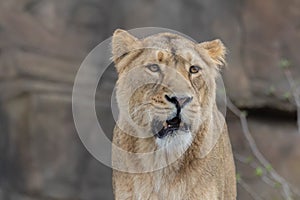 Indian Lion. Asiatic Female Lioness