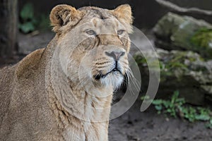 Indian Lion. Asiatic Female Lioness