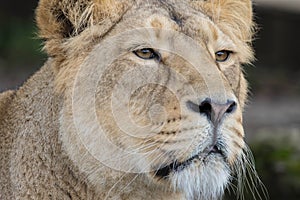 Indian Lion. Asiatic Female Lioness Close Up