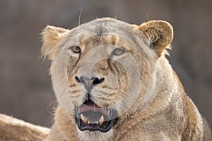Indian Lion. Asiatic Female Lioness Showing Teeth