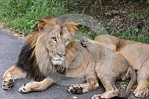 Indian Lion lying on road