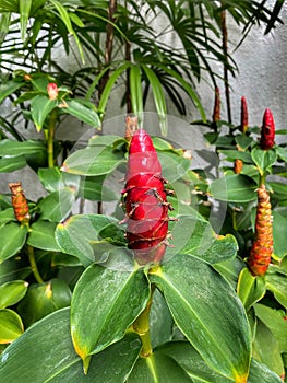 Indian long pepper; Piper longum. Fresh.