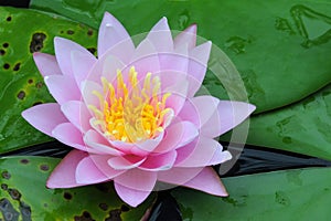 Indian Lotus (Nelumbo nucifera) photo