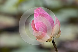 Indian lotus, Nelumbo nucifera