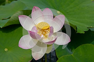 Indian Lotus, Nelumbo nucifera, flower close-up