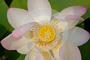 Indian Lotus, Nelumbo nucifera, flower extreme close-up photo