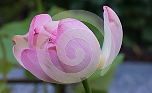 Indian Lotus, Nelumbo nucifera, flower flower with bee