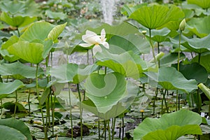 Indian Lotus, Nelumbo nucifera, flowering plant photo