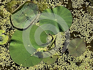 Indian lotus / Nelumbo nucifera, sin. Nelumbium speciosum, Nymphaea nelumbo / Sacred lotus, Indische Lotosblume or Loto sagrado photo