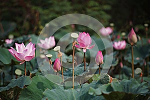 Indian Lotus, Nelumbonaceae
