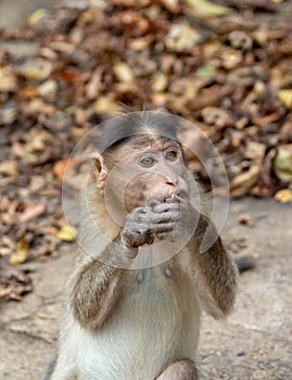 Indian Macaque Monkey eating cream cookies in the wild. Bhagwan Mahavir Reserve