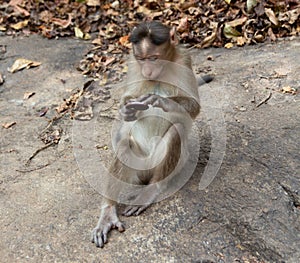 Indian Macaque Monkey eating cream cookies in the wild. Bhagwan Mahavir Reserve