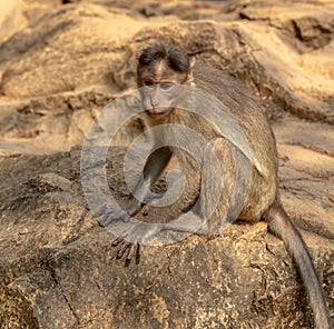 Indian Macaque Monkey in the wild. Bhagwan Mahavir Reserve