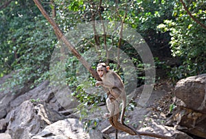 Indian Macaque Monkey in the wild. Bhagwan Mahavir Reserve