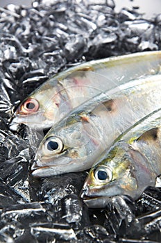Indian Mackeral Fish