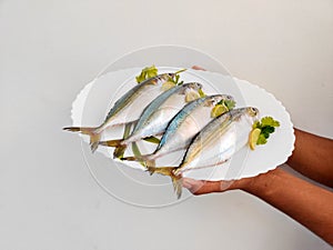 Indian Mackerel fish photo