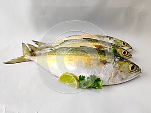 Indian Mackerel fish photo