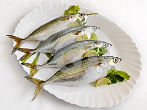 Indian Mackerel fish photo